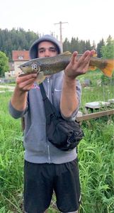 Brown Trout