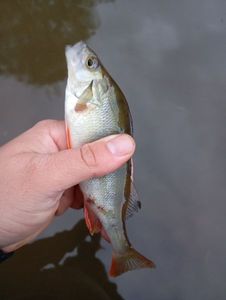 European Perch