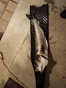 European Bass (Seabass)