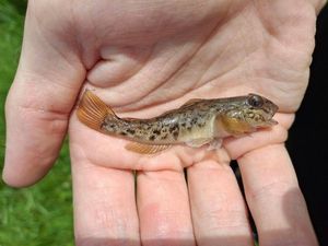 Round Goby