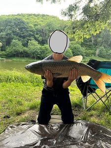 Grass Carp