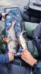 European Perch