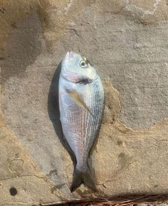 Gilthead Seabream