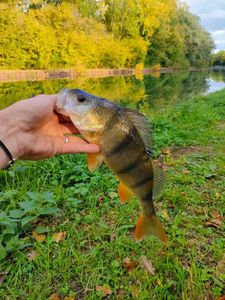 European Perch