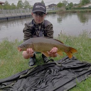 Common Carp