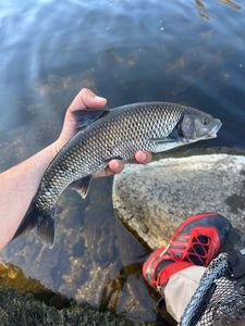 Common Dace