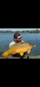 Mirror Carp