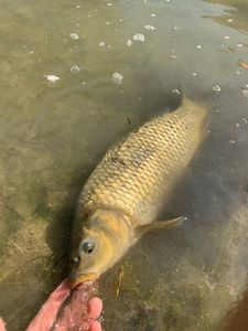Common Carp