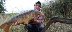 Common Carp