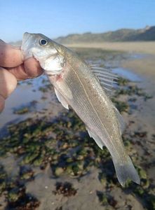 Spotted Seabass