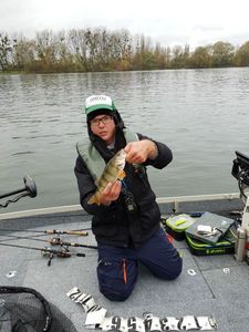 European Perch