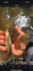 Brown Trout