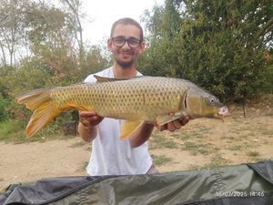 Common Carp