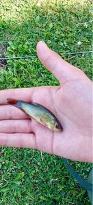 Tench