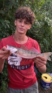 Spotted Seatrout