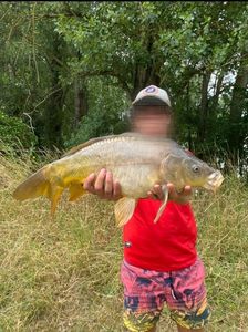 Mirror Carp