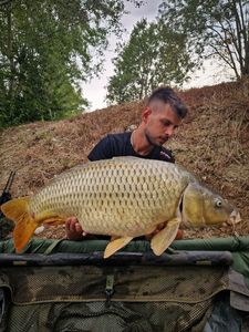 Common Carp