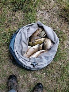 Prussian Carp