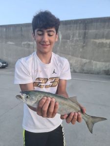 Pesce serra
