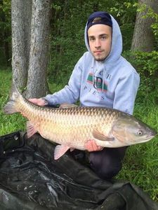 Grass Carp