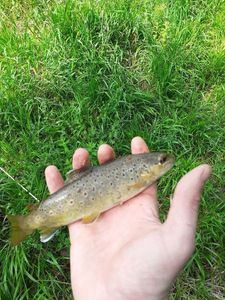Brown Trout
