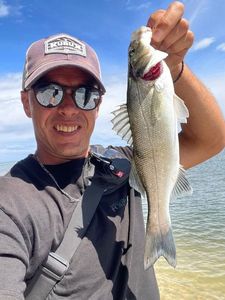European Bass (Seabass)