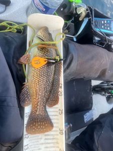Ballan Wrasse