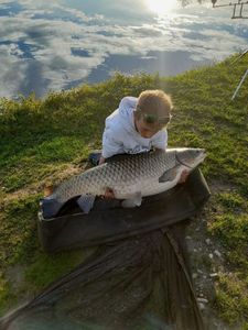 Grass Carp