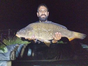 Common Carp