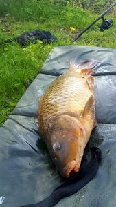 Common Carp