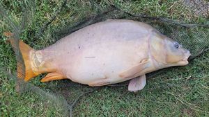 Leather Carp