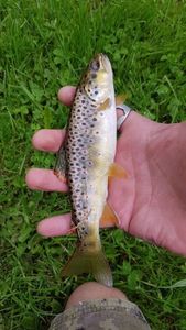 Brown Trout