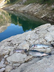 Rainbow Trout