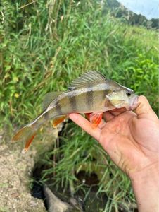 European Perch