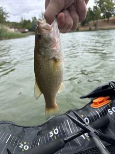 Largemouth Bass