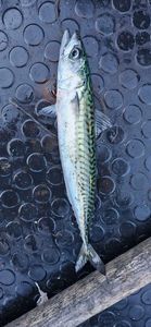 Mackerel