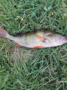European Perch