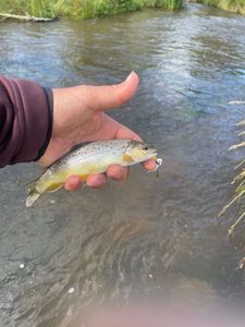 Brown Trout