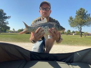 Common Carp