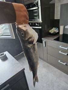 European Bass (Seabass)