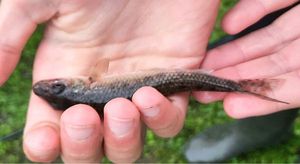 Gudgeon
