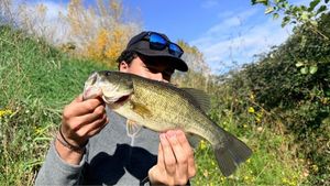 Largemouth Bass