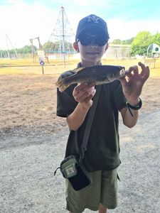 Largemouth Bass