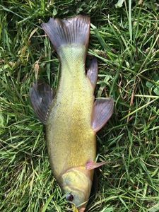 Tench