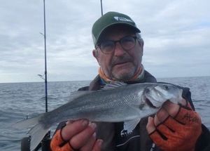 European Bass (Seabass)