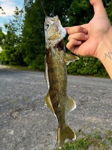 Walleye