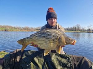 Common Carp