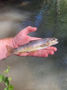 Brown Trout
