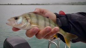 European Perch