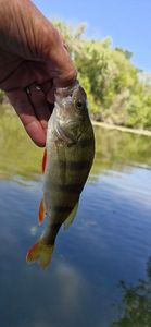 European Perch